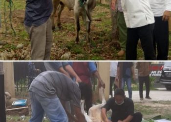 Polres Prabumulih Melaksanakan Pemotongan Hewan Qurban Idul Adha 1442 H