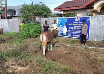 Polsek Somba Opu Sembeli Dua Ekor Sapi Kurban Pada Idul Adha