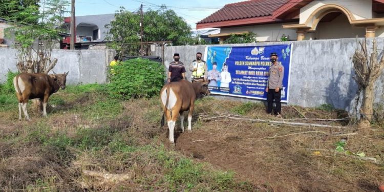 Polsek Somba Opu Sembeli Dua Ekor Sapi Kurban Pada Idul Adha